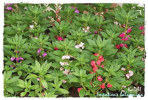 گل امپیشن بالزامینا